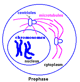 Prophase